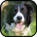 Cover Image of Download Border Collie Wallpapers 8.0.0 APK