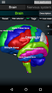 Brain and Nervous System 3D Unknown