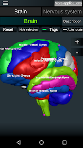 Brain and Nerves (Anatomy)