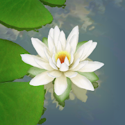 3D Lotus Pond Live Wallpaper  Icon