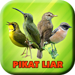 Cover Image of Télécharger Suara Pemikat Burung Liar  APK