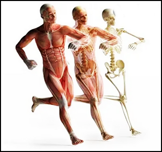 3D Human Anatomy