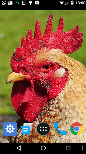 cute chicken wallpaper Screen 2