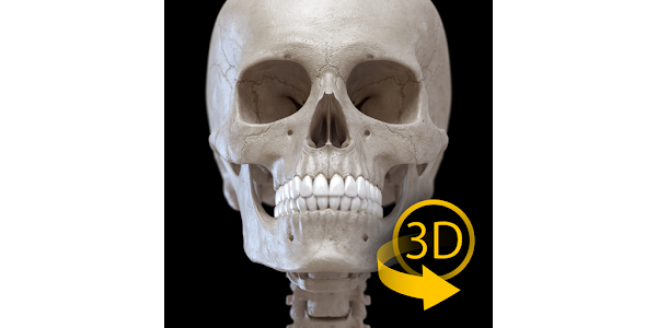 骨格 | 解剖学3D アトラス - Google Play のアプリ