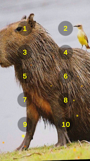 Android application Capybara Squeak Soundboard screenshort