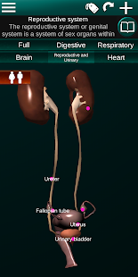 Internal Organs in 3D (Anatomy) 2.5 Screenshots 6