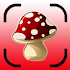 Mushroom identifier