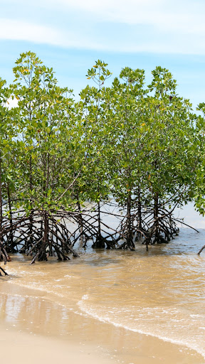 Mangrove Forest Wallpaper