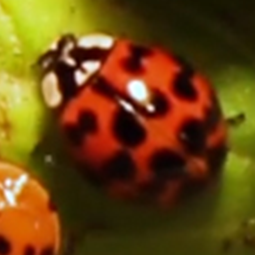 ladybug wallpaper logo