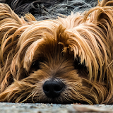 yorkie live wallpapers icon