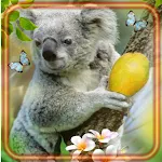 Cover Image of Tải xuống Koala Bears Wild 1.2 APK