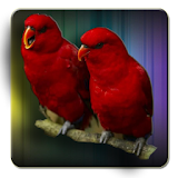 Kicau Lovebird Lengkap icon