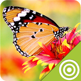 Free Butterfly Wallpapers icon