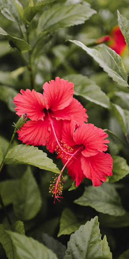 Flowers Wallpapers HD 2024