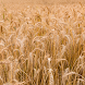 wheat wallpaper