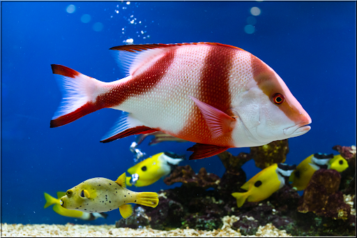 Jigsaw Puzzles Sea Screen 2