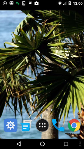 beach palm tree wallpaper Screen 2