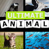 Ultimate 4 Pics 1 Animal icon