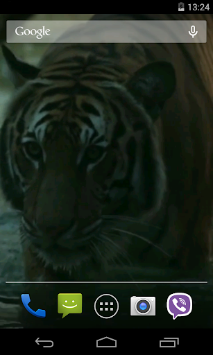 Tiger Video Live Wallpaper Screen 3