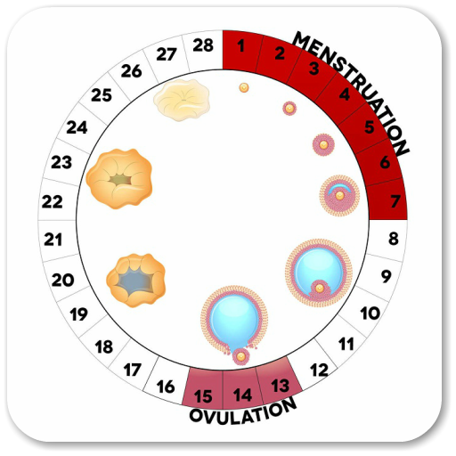 Track Your Menstrual Cycle 1.0 Icon