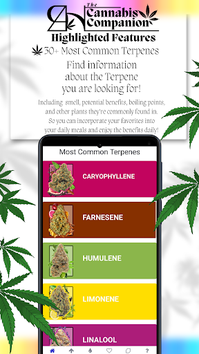 RH Cannabis Companion Screen 2
