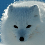 arctic fox wallpaper icon