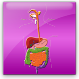 Digestive System Simulation icon