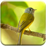 Canary Song icon