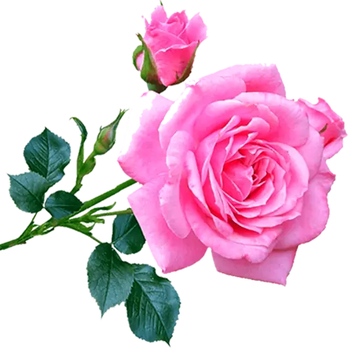 Roses StickerFlowers Download on Windows