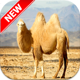 Camel Wallpapers icon