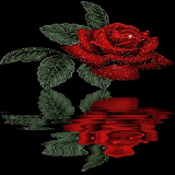 Reflective Red Rose Live Wallpaper icon