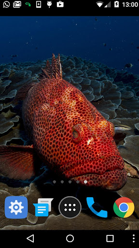 red fish wallpaper Screen 2