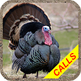Turkey hunting calls Pro: Hunting sounds. icon