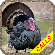 Turkey hunting calls Pro: Hunting sounds.