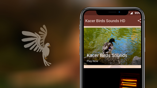 Kacer Birds Sounds Screen 2