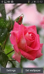 Rainy Pink Rose LWP