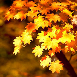 「Autumn (Fall) HD Wallpapers」圖示圖片