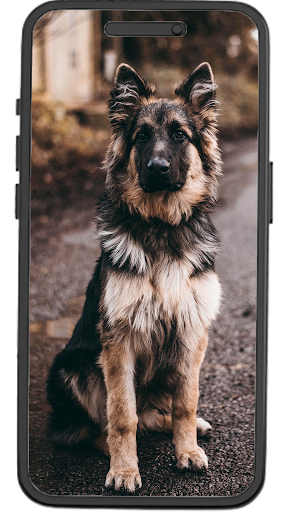 German Shepherd Wallpapers Screen 2
