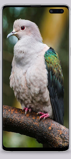 Bird Wallpaper HD Screen 3