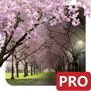 Spring Cherry Blossom Live Wallpaper