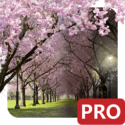 Obrázok ikony Spring Cherry Blossom Live Wal