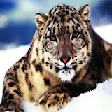 3D Snow leopard icon