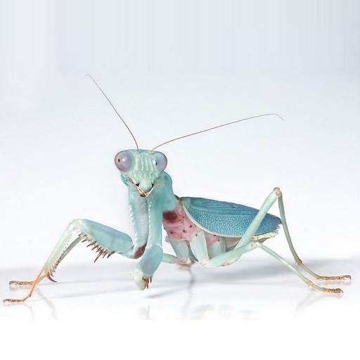 Praying Mantis Wallpaper logo
