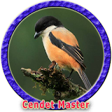 Kicau Cendet Gacor MP3 icon