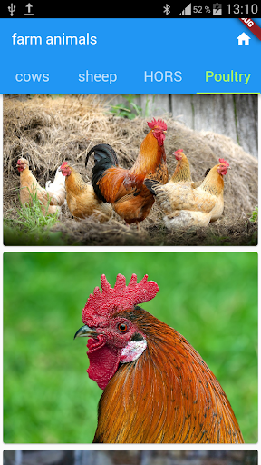 pets and farm animal sounds Screen 2