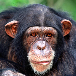 Icoonafbeelding voor Chimp Memory Test