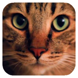 Wonderful Cat Live Wallpaper icon