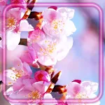 Cover Image of ダウンロード Sakura Spring Garden 1.2 APK