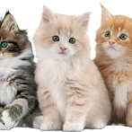 Cat Rescue: Puzzle Game