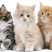 Cat Rescue: Puzzle Game